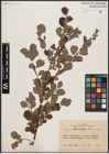 Foto von Salix aurita L.